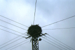 cicogna.gif (10843 byte)