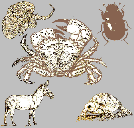 Eripha verrucosa ....