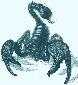 Scorpione